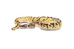 Python regius, pastel GHI super special 